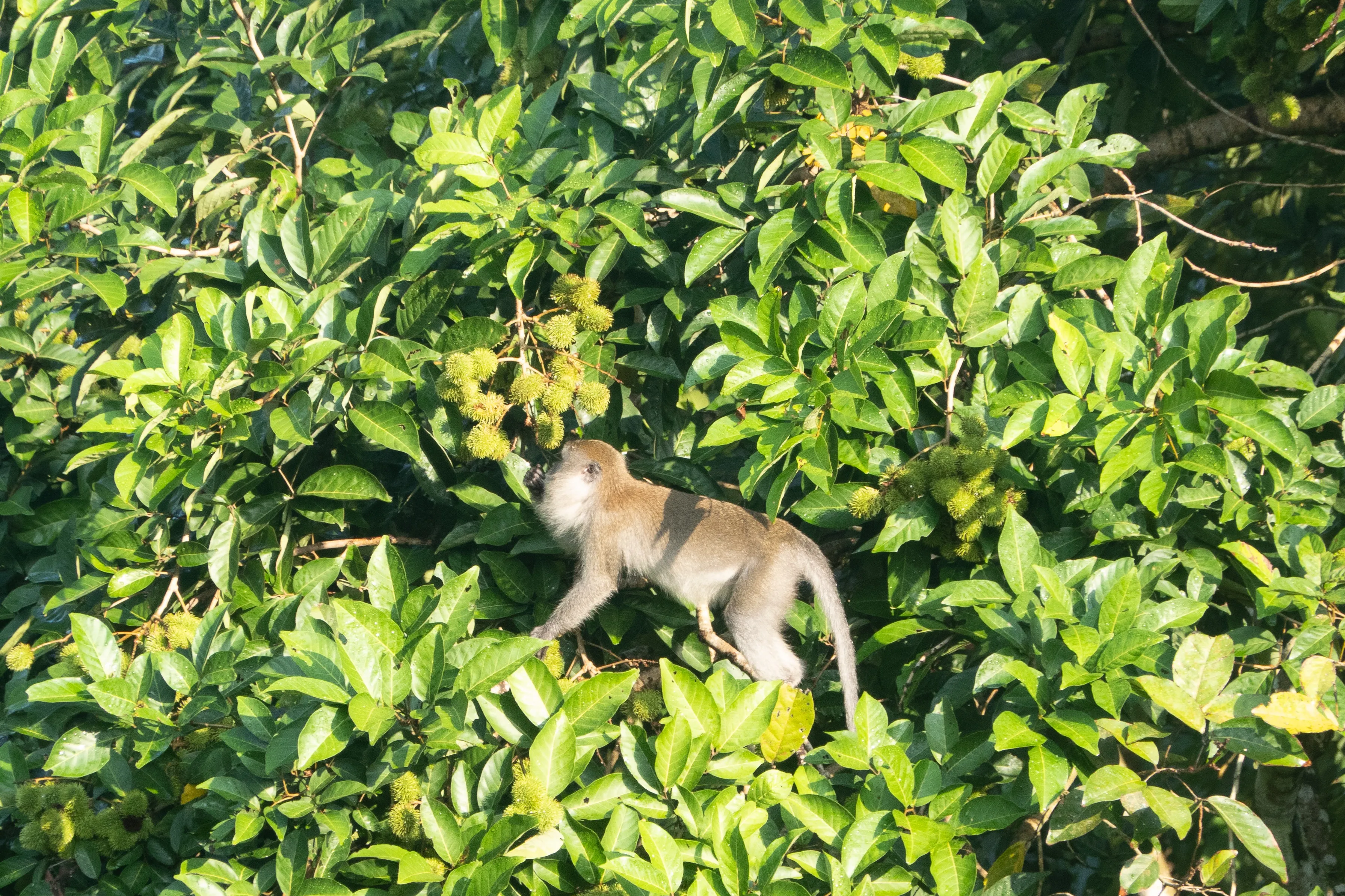 Photo of a monkey climbing towards a rambutan.