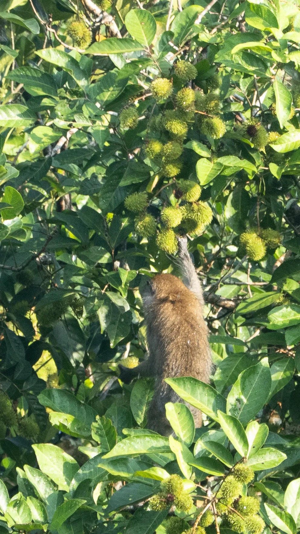 Photo of a monkey reaching upwards towards a rambutan.